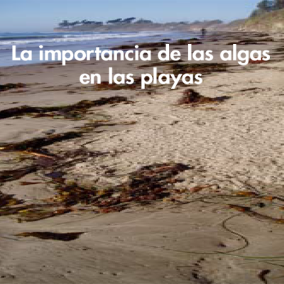 La importancia de las algas en las playas