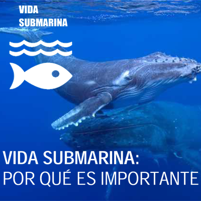 Vida Submarina, ¿Por qué es tan importante?