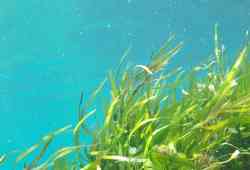 Praderas de Posidonia Praderas de Posidonia